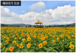 2023년 장성 황룡강 가을꽃축제 1