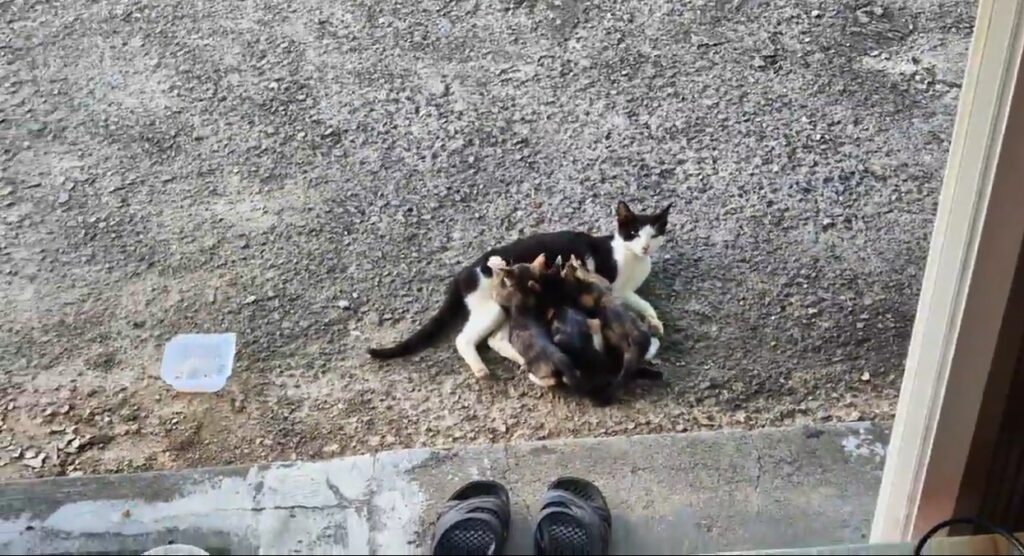 길고양이 모성애와 부성애의 공백 1