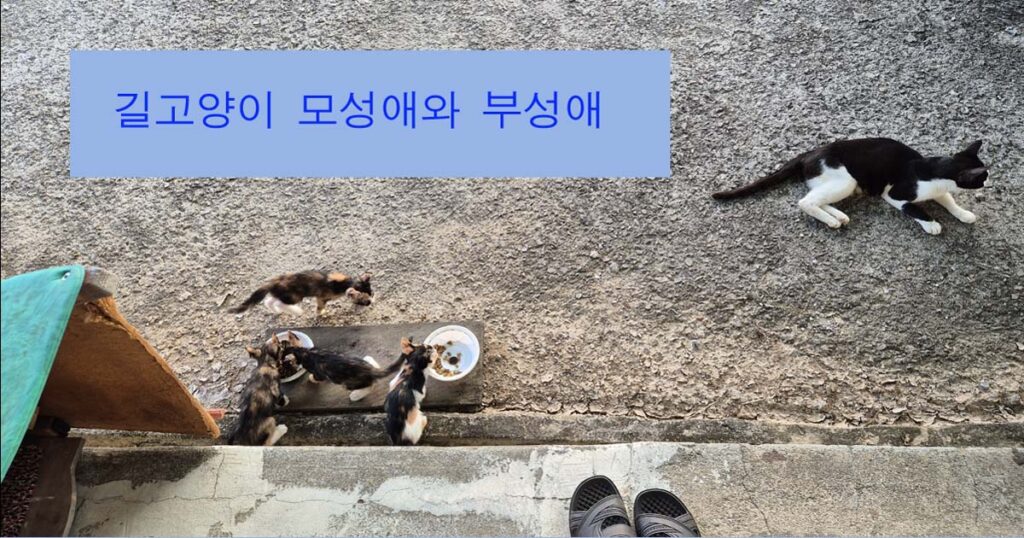 길고양이의 모성애와 부성애