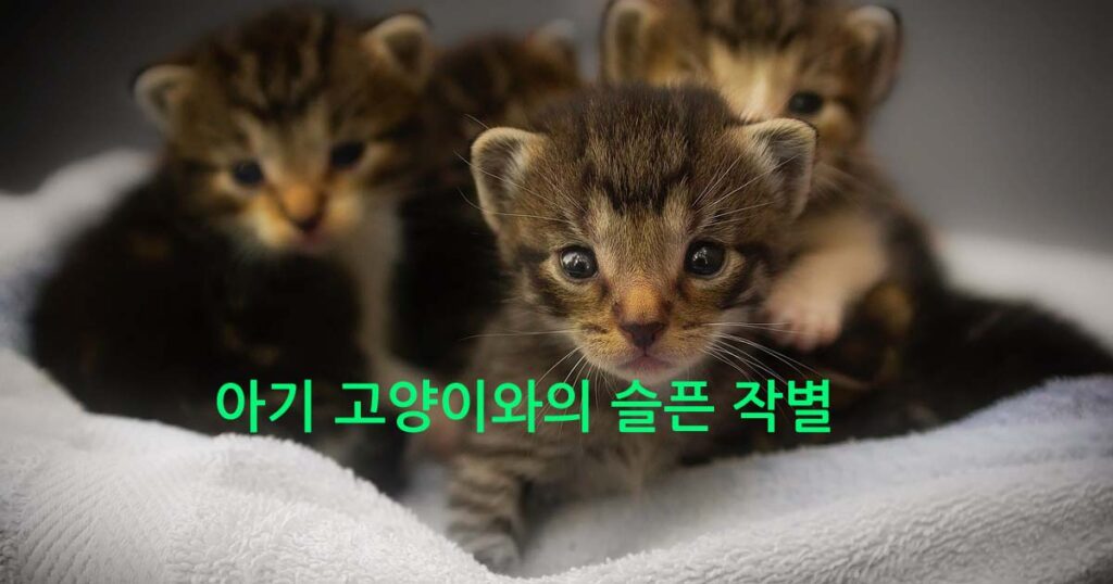 아기 고양이와의 슬픈 작별