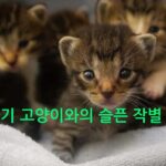 아기 고양이와의 슬픈 작별